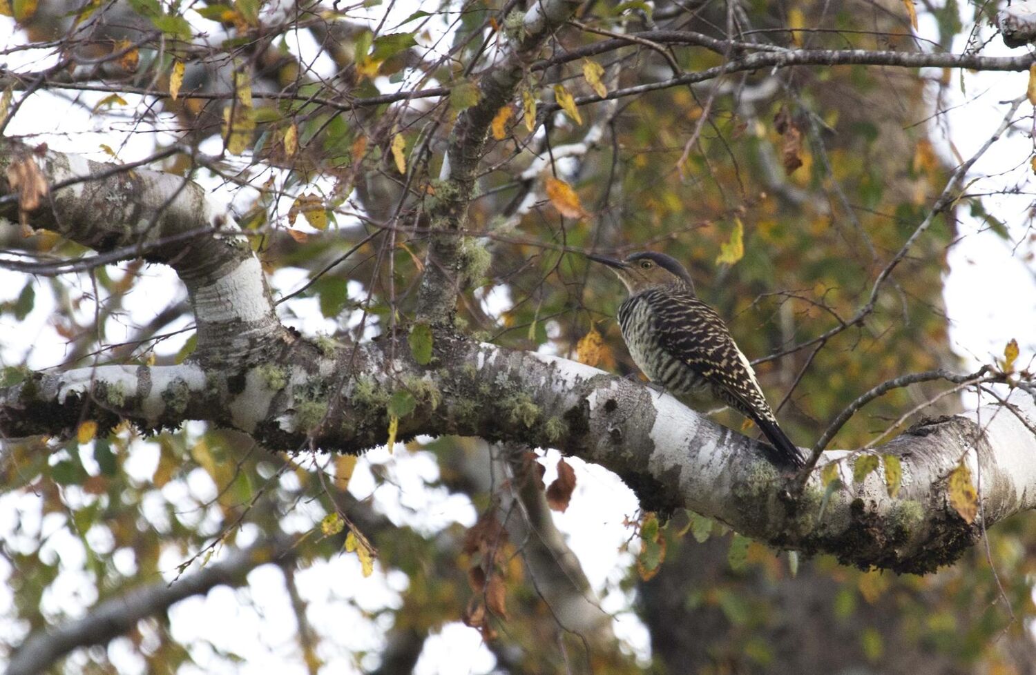 PlaceholderImage1302